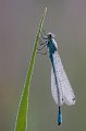 39 - Northern damselfly - HELIMAKI JUSSI - finland